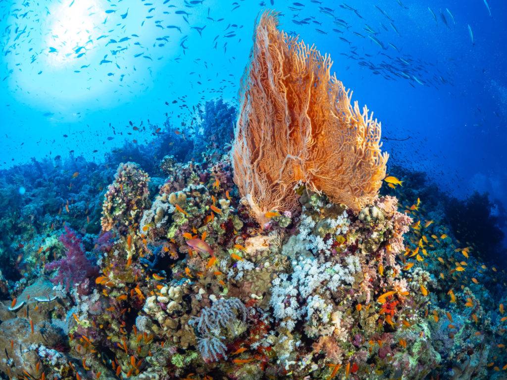 Aquariums worldwide provide data essential to managing corals for