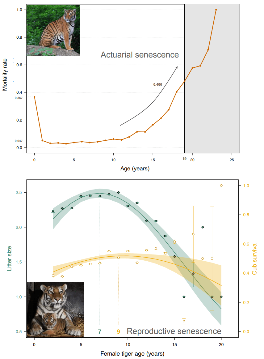 Actuarial senescence occurs in scientifically managed zoo-housed tigers of both sexes with very low adult mortality rate and a progressive increase of mortality rate after 10 years of age, leading to a longevity of 19 years. However, females only undergo reproductive senescence after 7-9 years of age.  Photos credits: Alexander Sliwa.