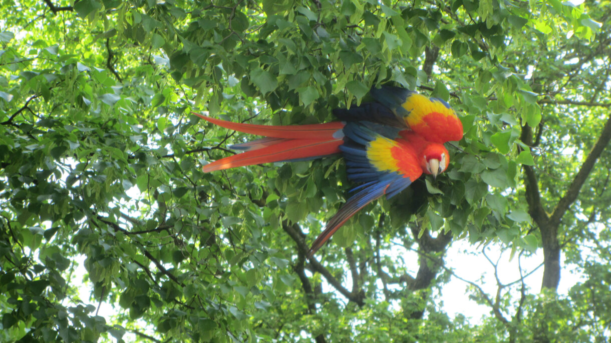 Unravelling the mystery of parrot longevity